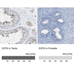 EQTN Antibody, Novus Biologicals 25 &mu;L; Unlabeled:Antibodies, Polyclonal